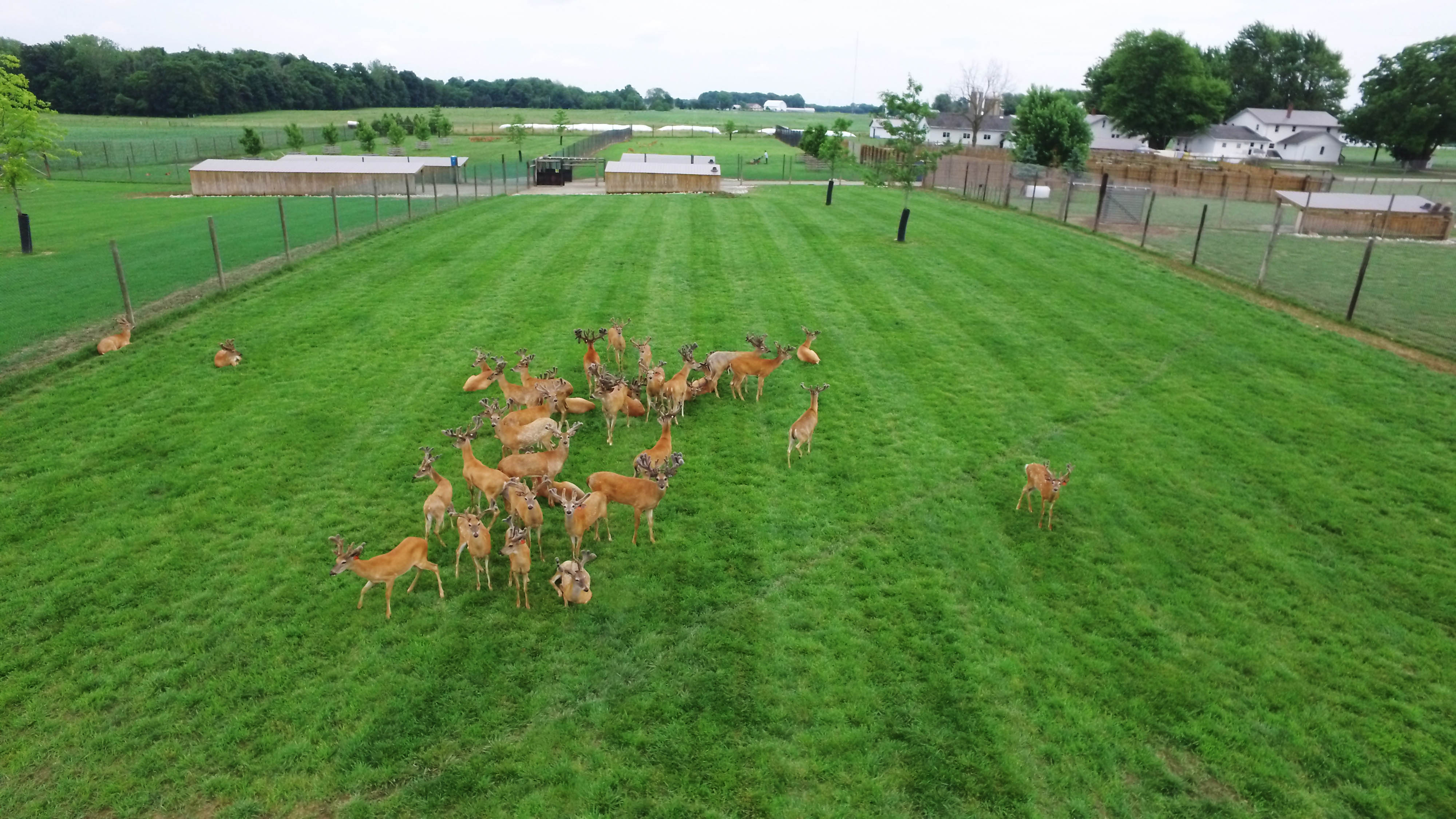 Deer in pen