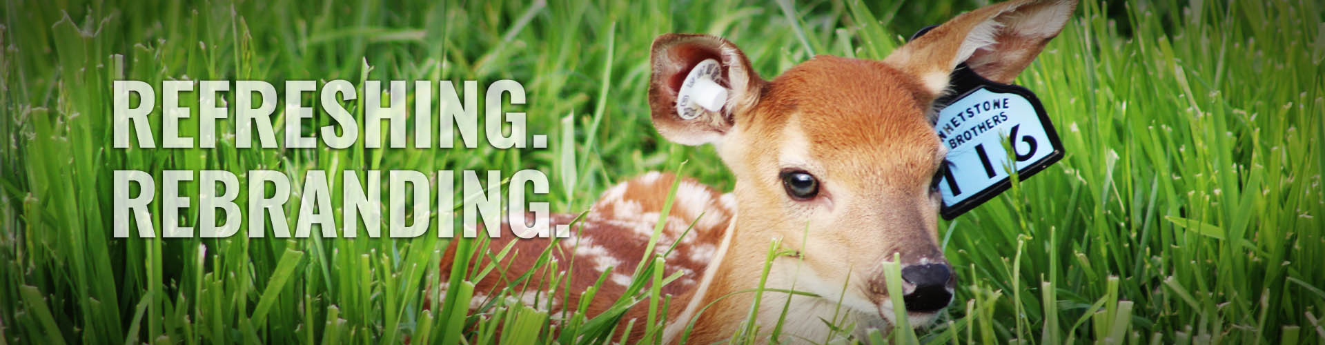 Refreshing Rebranding with photo of fawn